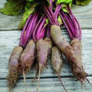 Cylindra Beets