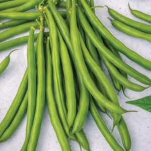 desperado bean seeds