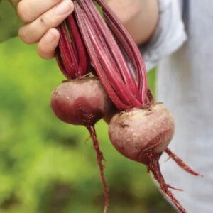 early wonder beet seeds