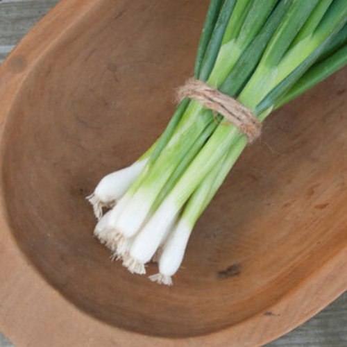 evergreen hardy white bunching