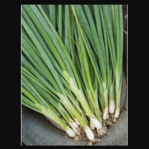Evergreen Long White Bunching Onion