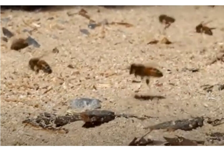 Honeybees in the sawdust.