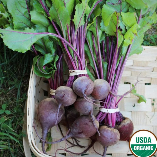 Organic Tall Top Early Wonder Beet