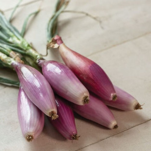 red of florence onion