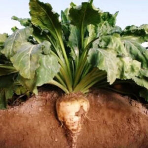 Sugar Beet