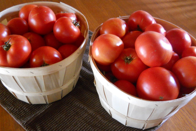 tomatoes in baskets 800 533