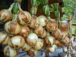 dscn9435 e1549205084683