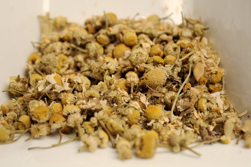 Chamomile Tea Flowers