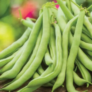 contender bush bean