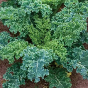 dwarf blue curled vates kale dwarf blue curled vates kale
