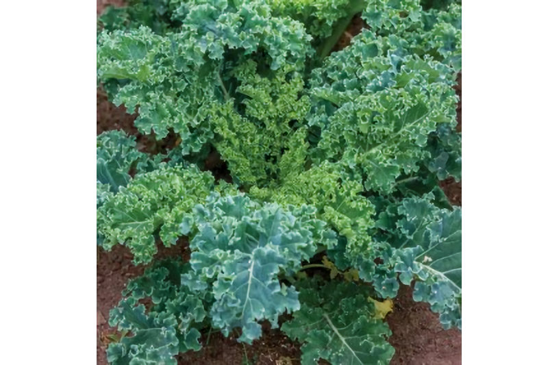 Heirloom kale