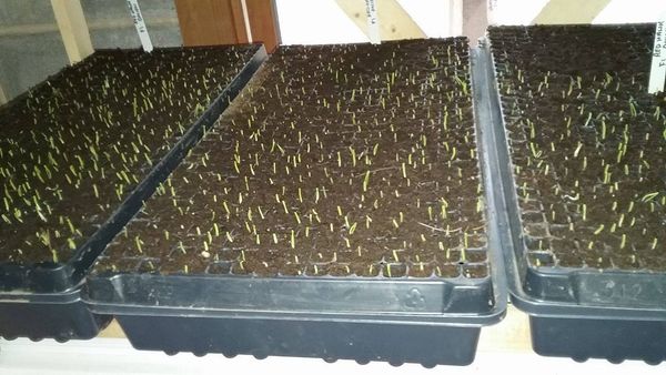 onion seedlings emerge