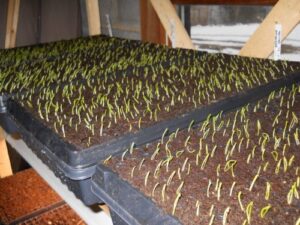 onions sprouting e1641104805894