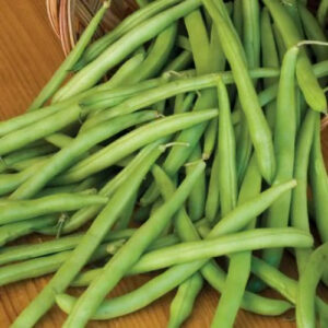 provider bush bean organic