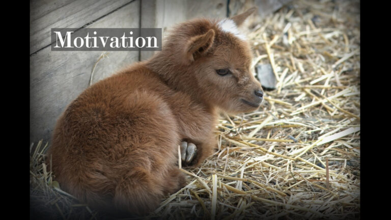 Nigerian Dwarf Goat Kid