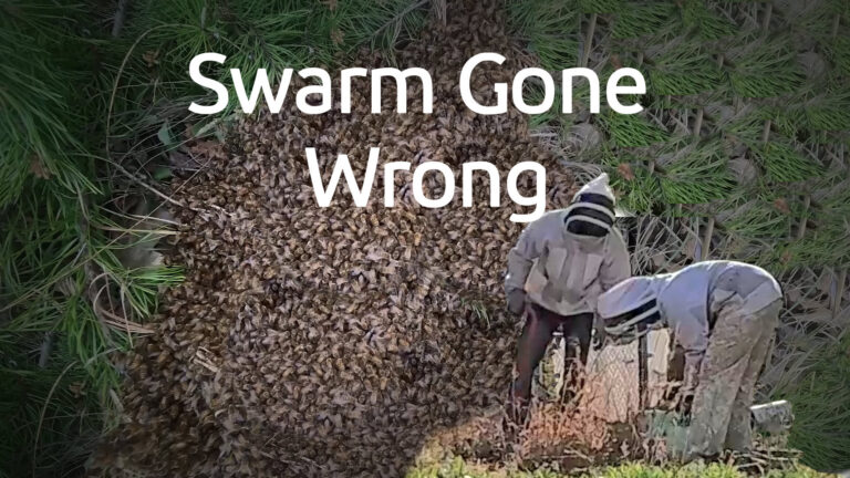 thumbnail1 swarm gone wrong
