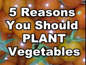 5 Reasons You Should Plant Vegetables