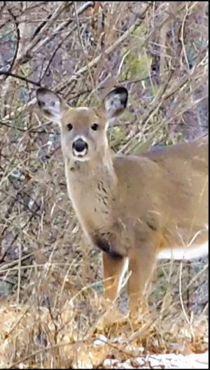 Merry Christmas from Pioneer Mountain Homestead. This deer on the trail came to visit us for Christmas.